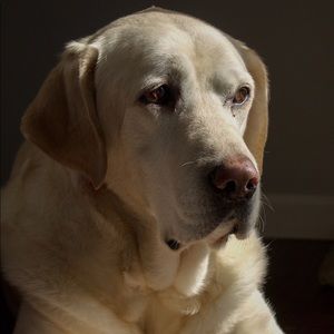 Meet your Posher, Nikki